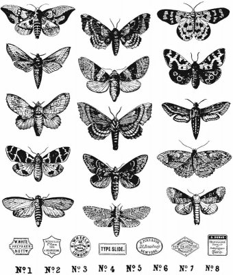MOTH STUDY rubber stamp set - Stämpelet med fjärilar och malar från Tim Holtz Stamper's anonymous