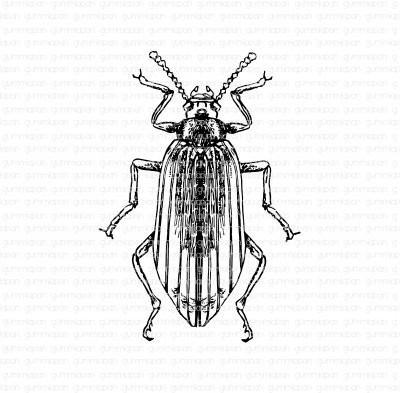 Skalbagge - Stämpel från Gummiapan 5,4x7,8 cm